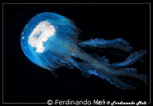 Pelagia noctiluca in the night dive. by Ferdinando Meli 